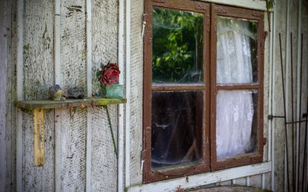 GEDANKENDUSCHE: Die eine Rose am Fenster